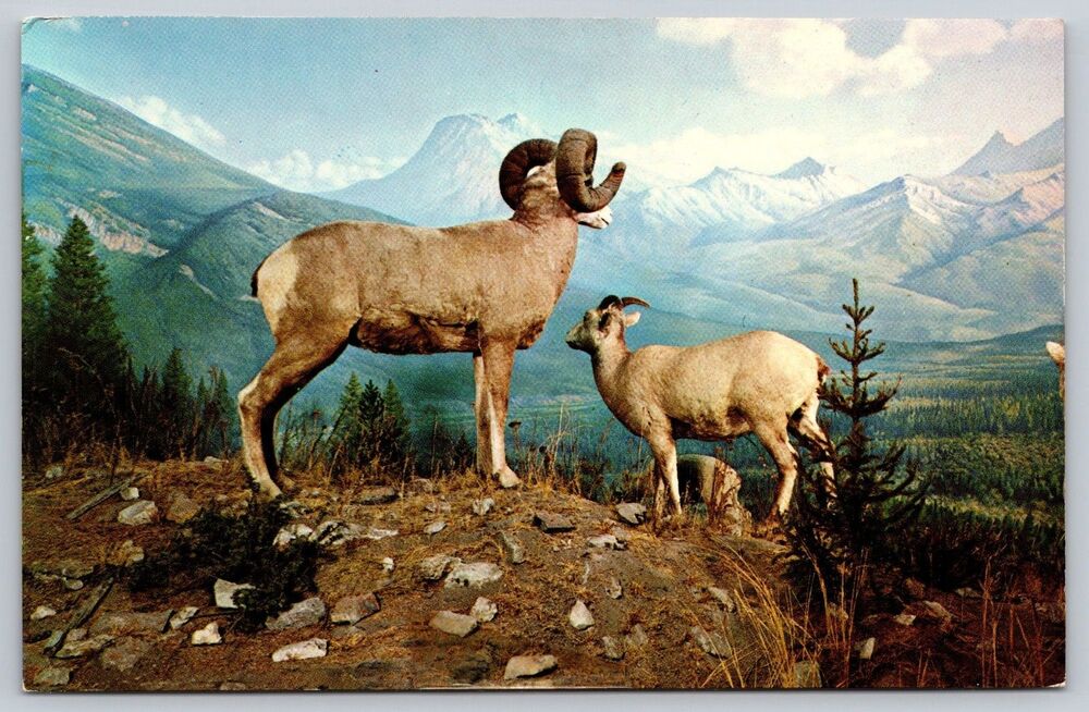 Vintage Smithsonian Institution Postcard Rocky Mountain Sheep Ram Ewe K-12802